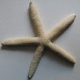 /products/asteropsis-carinifera-lamarck-1816-165/